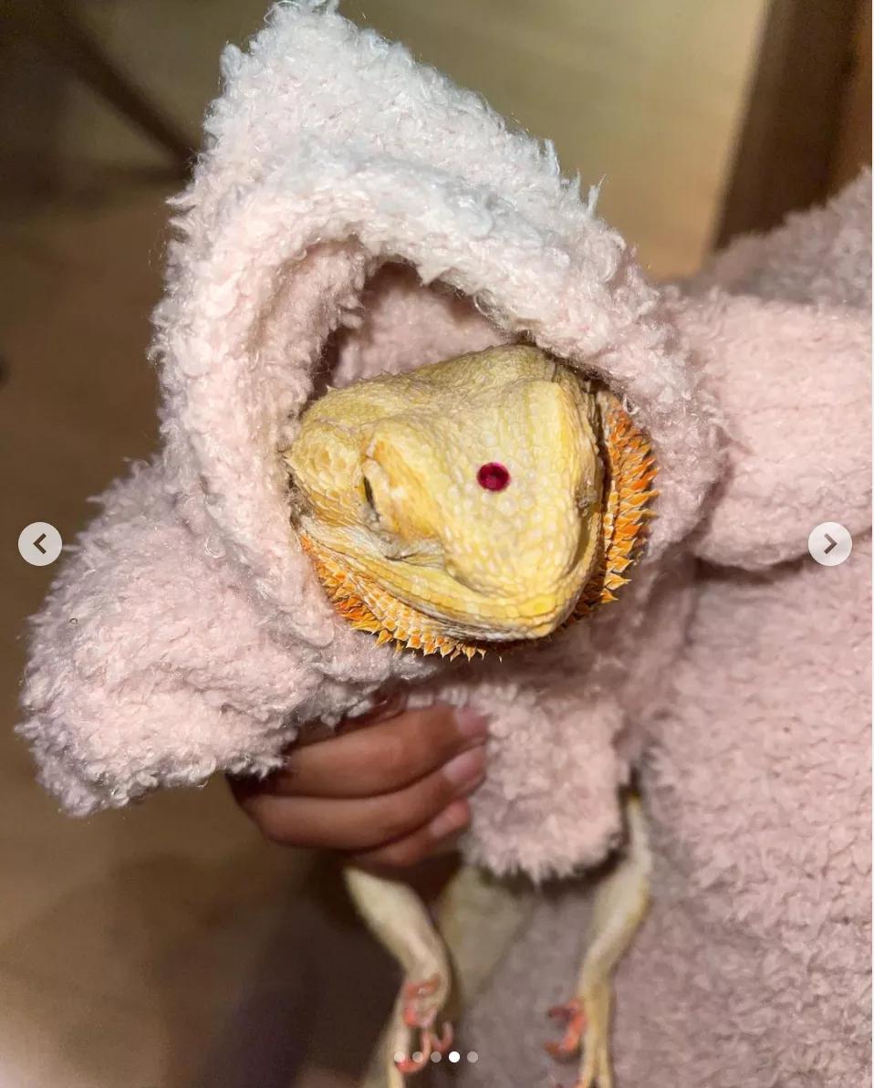 卡戴珊被吐槽,卡戴珊被批评作秀