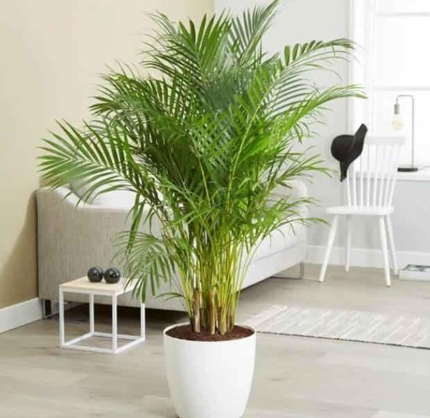 室内散尾葵上有尘土怎么办,家里的散尾葵为何黄叶