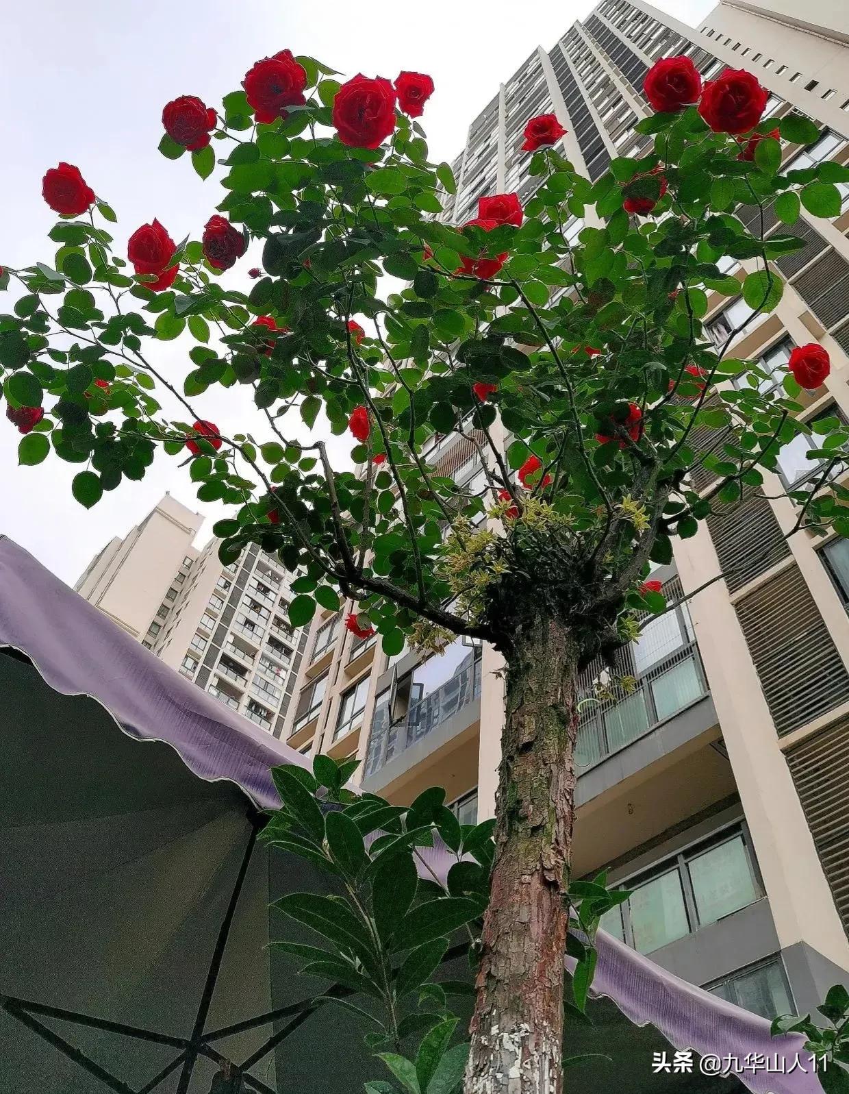 大花浓香勤花的月季品种,大花月季品种介绍大全图片及价格