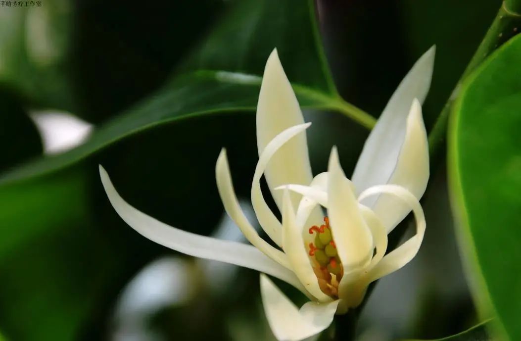 开花植物大全100种,实用分享30款小型开花树种介绍