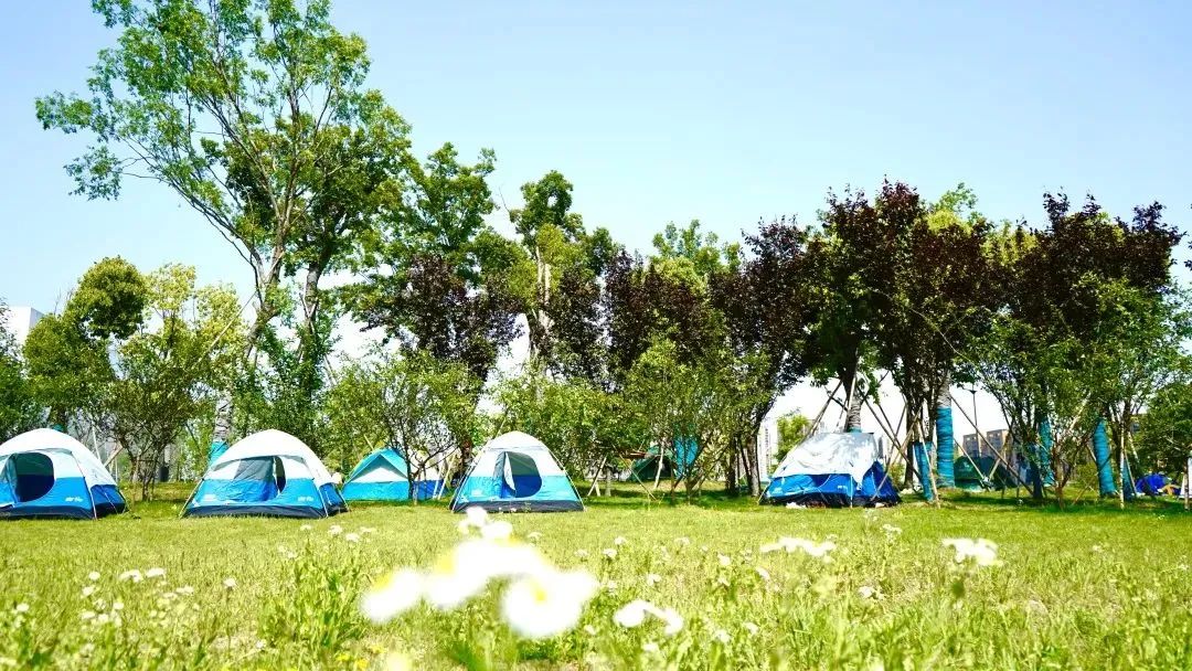 杭州临平粉黛乱子草花海地址,杭州临平30余亩粉黛花海梦幻上线