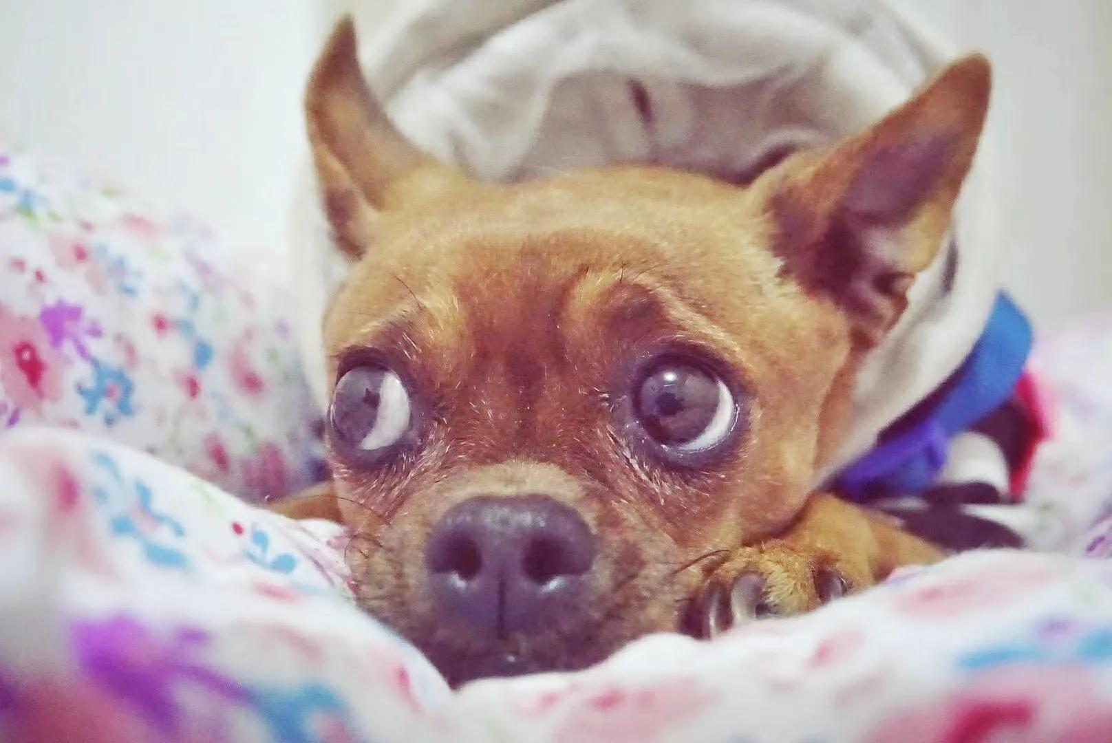 狗狗耳道清洁的正确方法,狗狗的卫生怎样打理