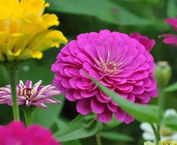 北方庭院常用花卉讲究,适合北方院子花卉哪些最好养