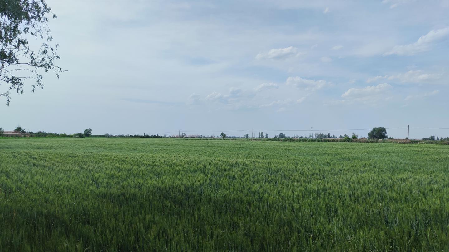 守牢“饭碗田”良田沃野绘丰景
