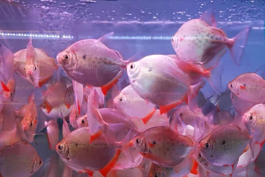 虎纹银板能和黑桃a混养么,虎纹银板鱼和黑桃a哪个好看