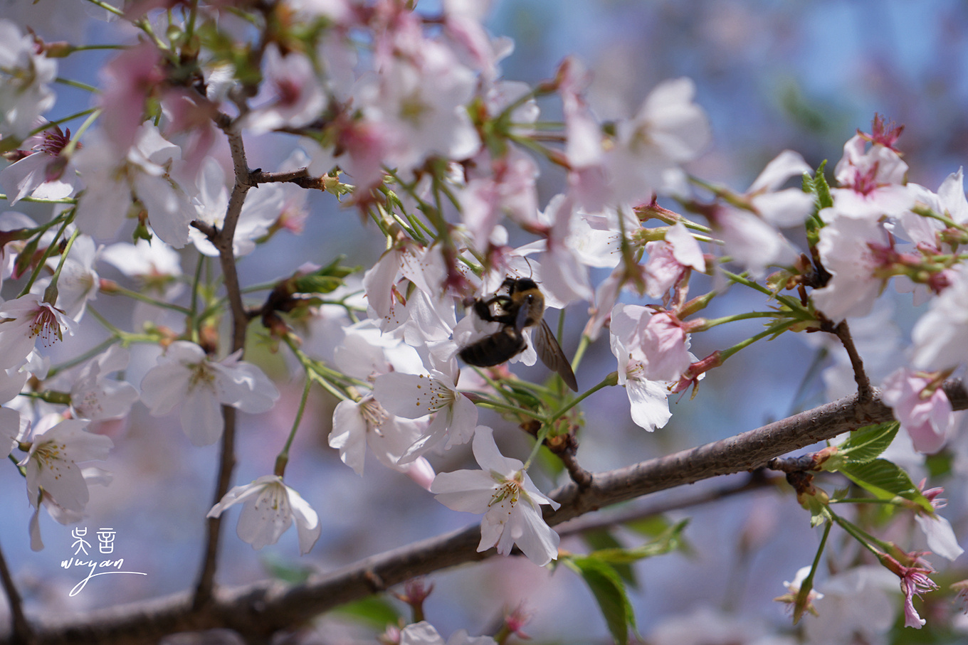 武汉看樱花半日游,武汉看樱花一日游