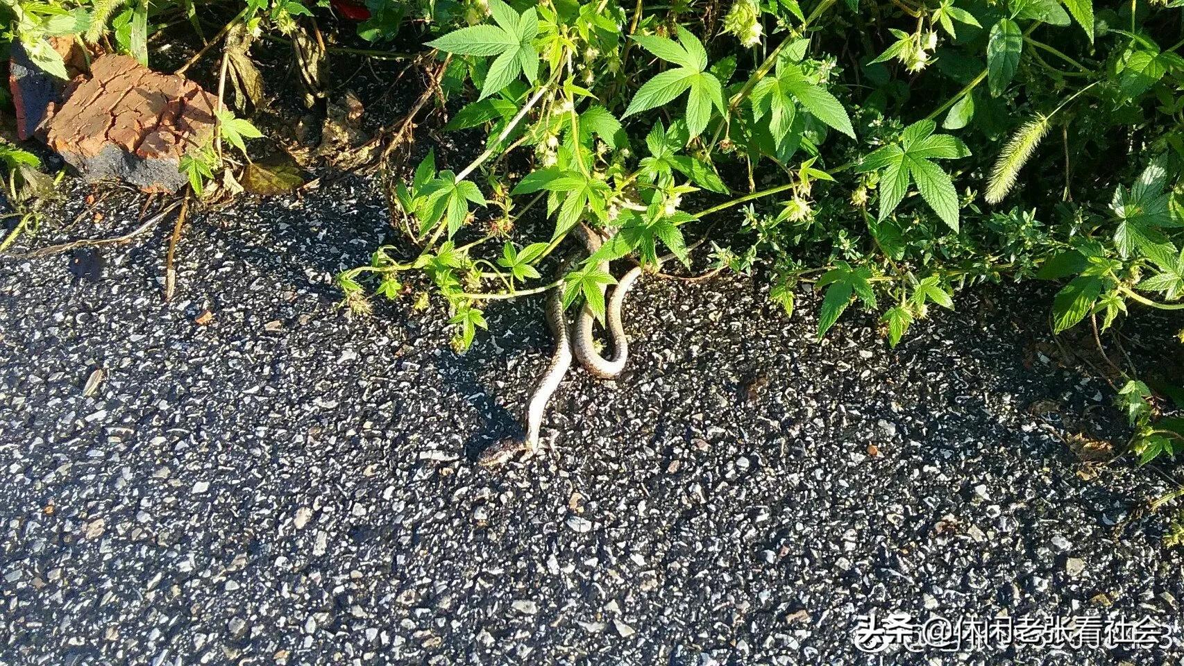 山村生活直播,山村生活的歌曲