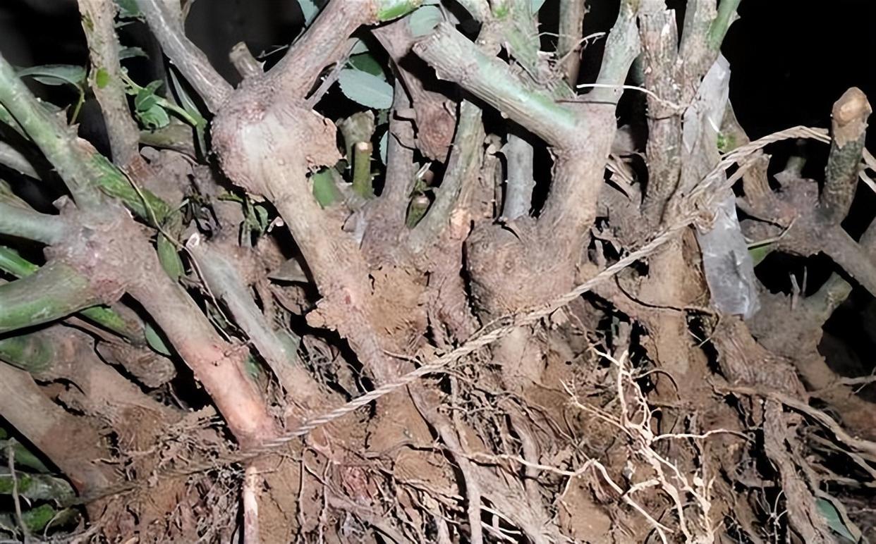 裸根老桩月季需要套塑料袋吗,裸根苗月季多少钱