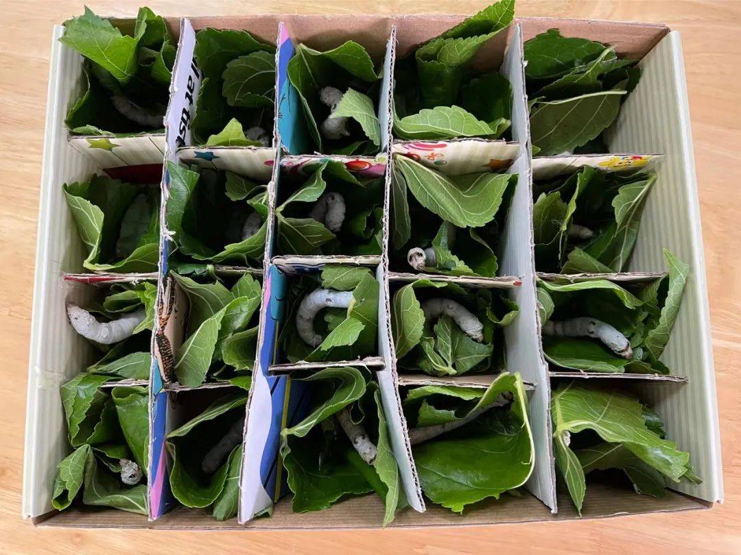 幼儿园养蚕课程故事,幼儿园课程故事养蚕