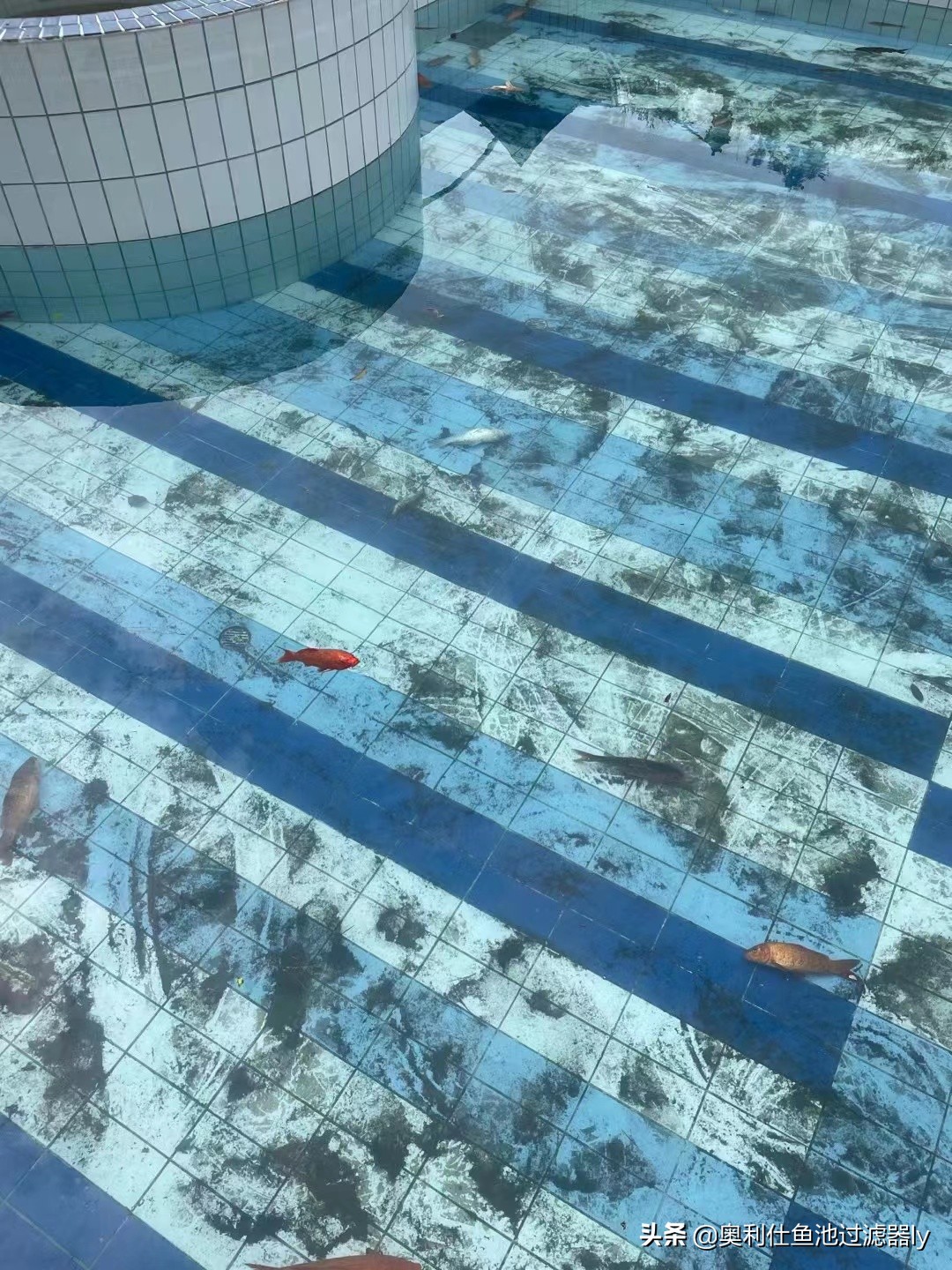 锦鲤鱼池清洗方法,鱼池里锦鲤总是死