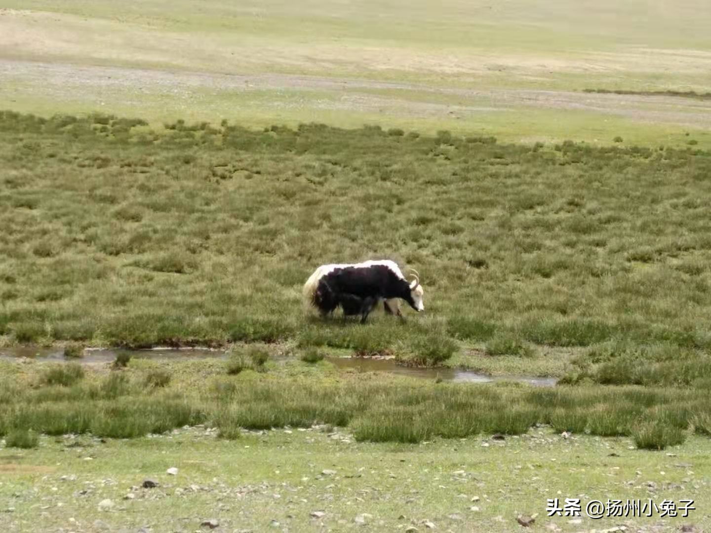 遇到羊几天后会有症状,这次羊最严重的症状是什么
