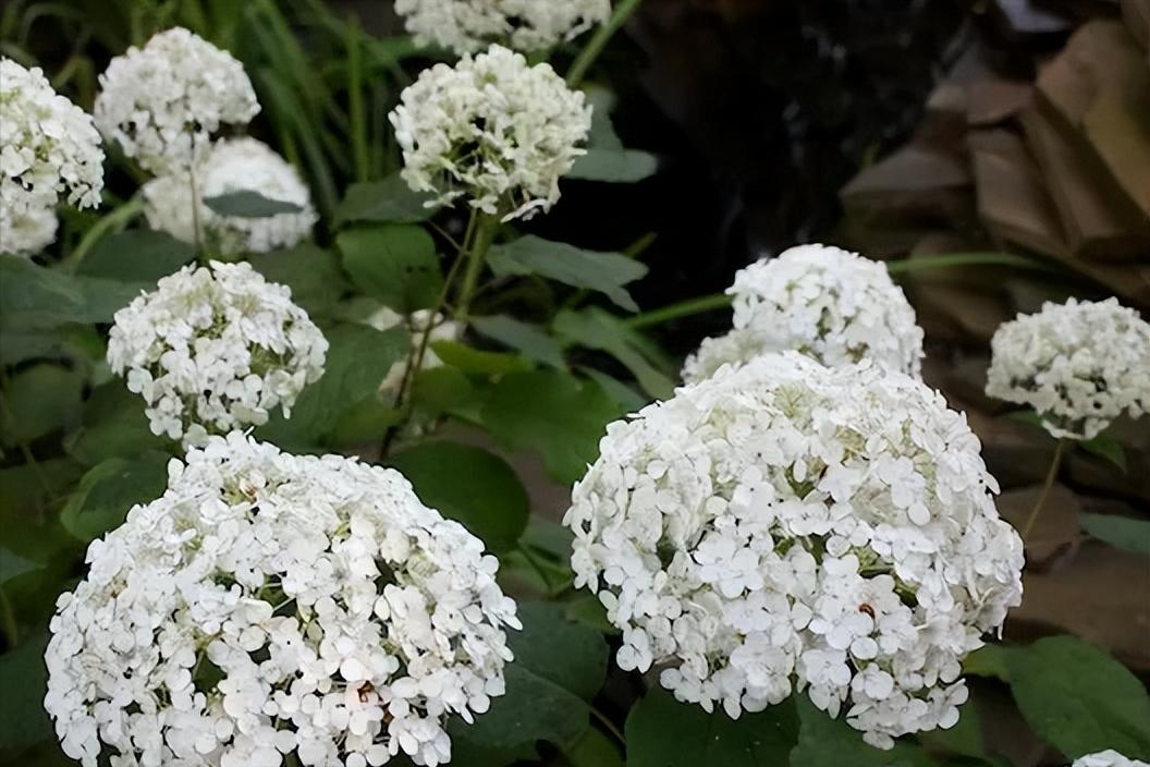 小庭院种植什么灌木好,适合阳台庭院灌木