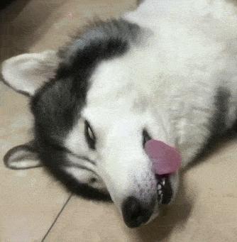 狗狗可以喝藿香正气水吗,狗狗绝不能喝的几种水