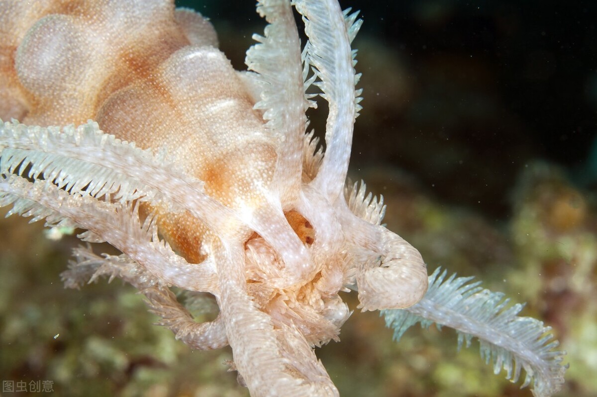 北京国安球员的一天吃什么,国安队吃海参