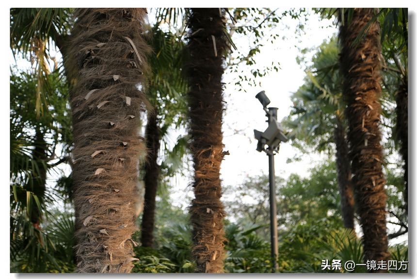 上海长风海洋公园和自然博物馆,上海长风公园占地面积