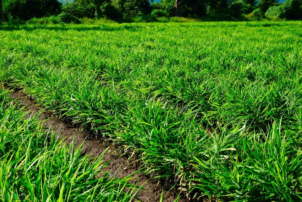黑土地可以种植大姜要注意什么,黑土地适合种植大姜吗