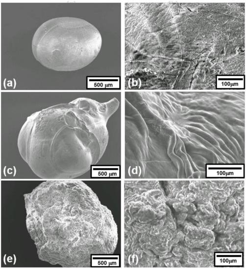 银离子浸渍海藻酸盐及其抗菌性能