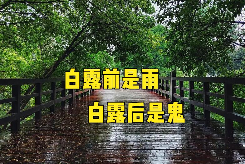 白露这天打雷下雨有什么说法,今年白露是哪天有什么说法