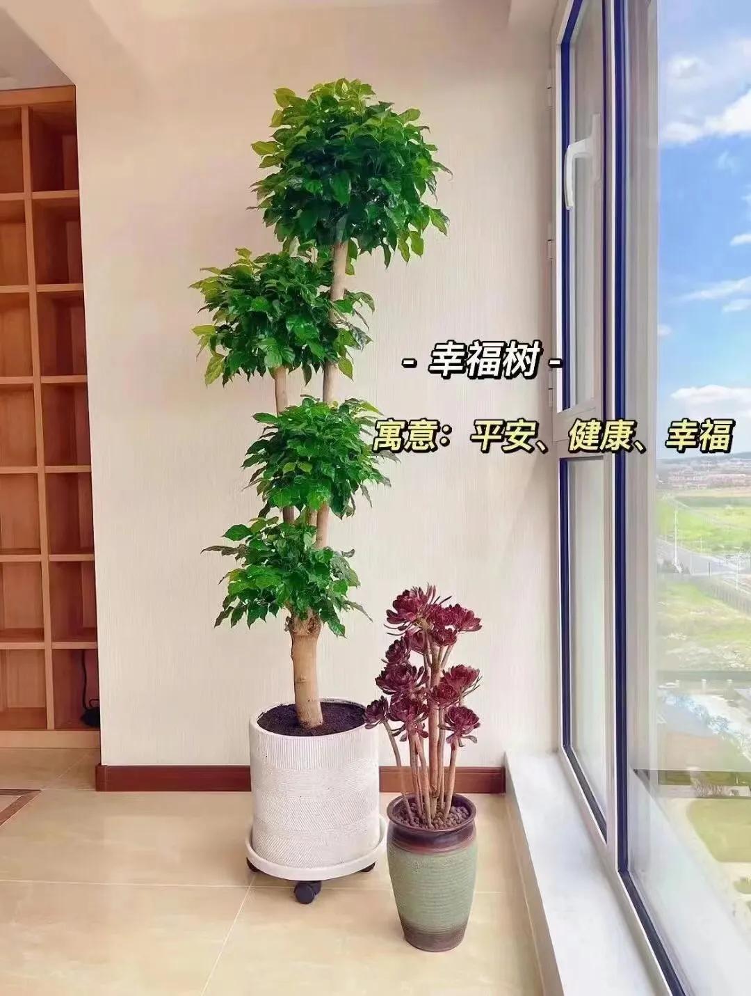 客厅绿植物摆放效果图,最适合客厅摆放的植物是什么