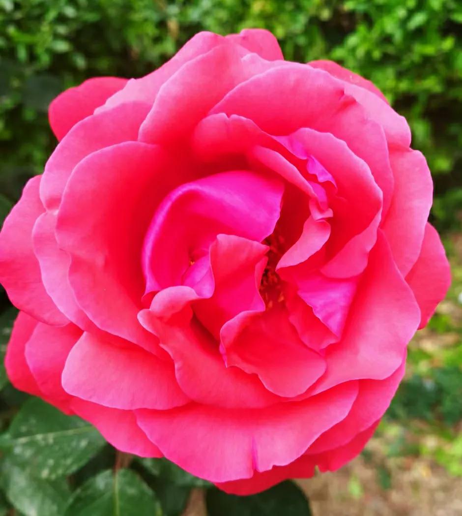 淄博颂钵,淄博颂泽商贸有限公司