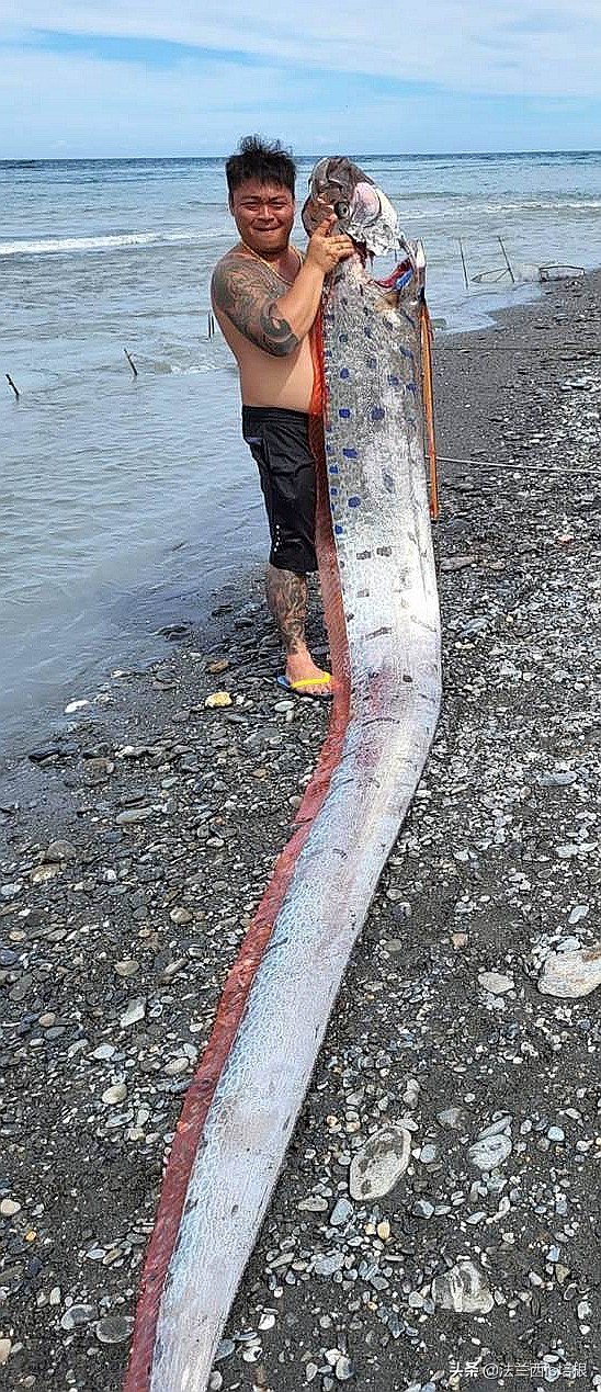 海怪“地震鱼”现身台湾！足有6米长，近期会发生地震海啸吗？
