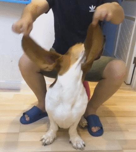 狗界扛把子臭名远扬的4种狗,狗界中最通人性的5种狗