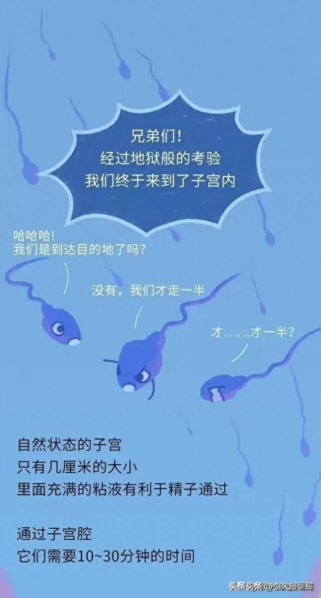 精子进入女性体内的24小时，都经历了什么？漫画