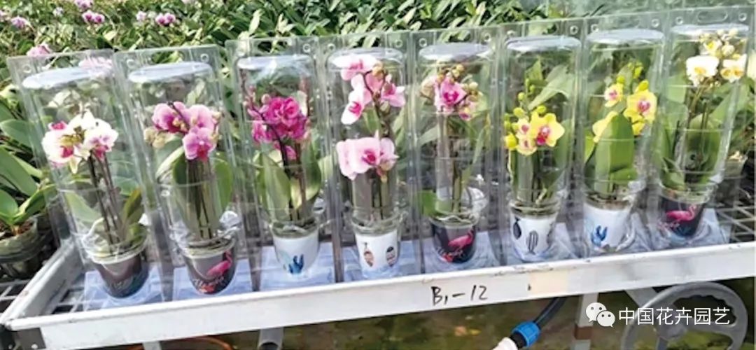 花卉电商推广如何做最有效,花卉销售渠道及方法