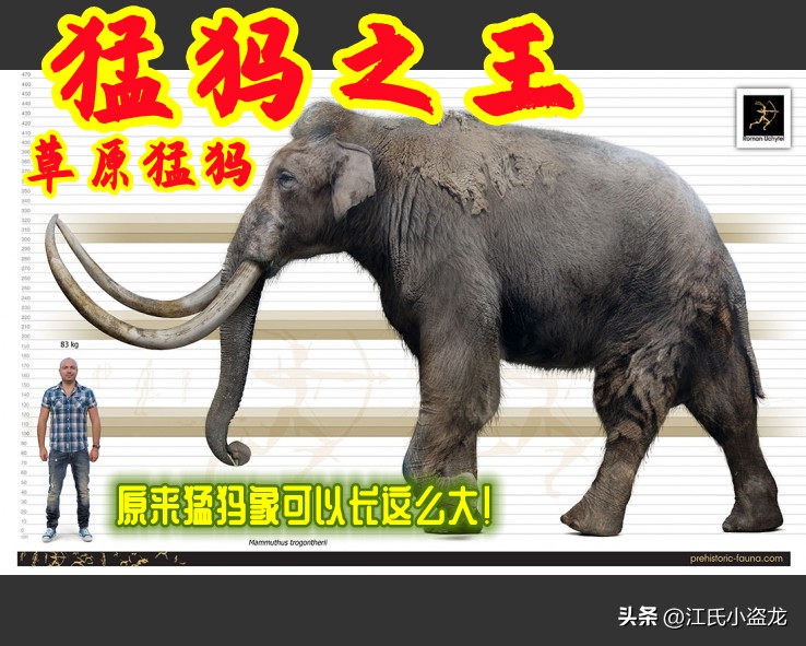 史前巨兽猛犸象还能复活吗,史前巨兽板齿犀和猛犸象谁最大