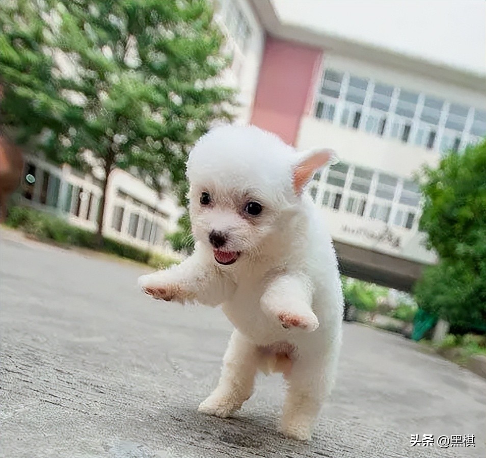 不同狗狗发情期的表现不一样，快来看看你家狗狗即将发情的样子。