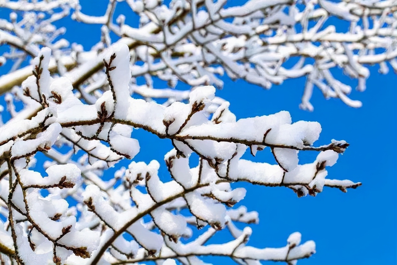 今日大雪，又读*园春沁**·雪