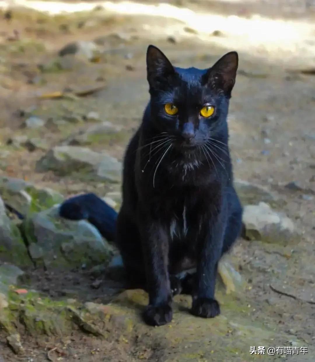 养猫有细菌浪费钱吗,养猫有用吗