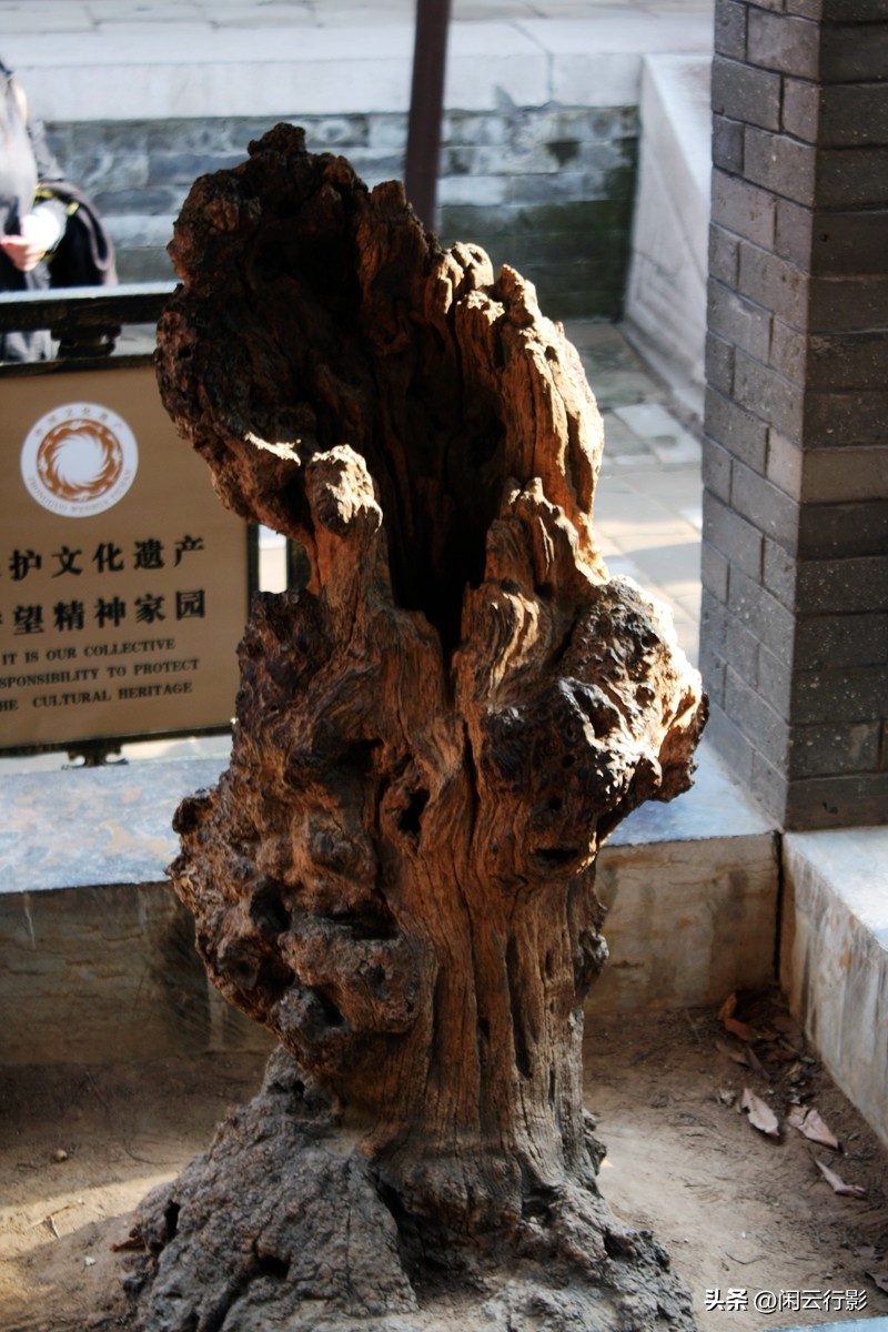 曲阜孔林的墓地好吗,曲阜孔林神道高清图片