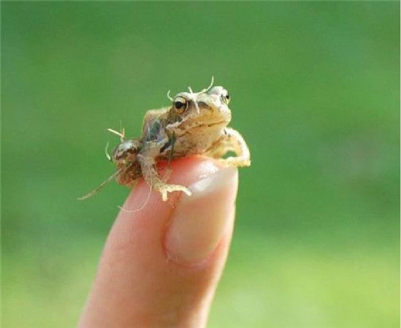 你喜欢什么动物写出它的特点,你喜欢哪些动物用英语怎么说