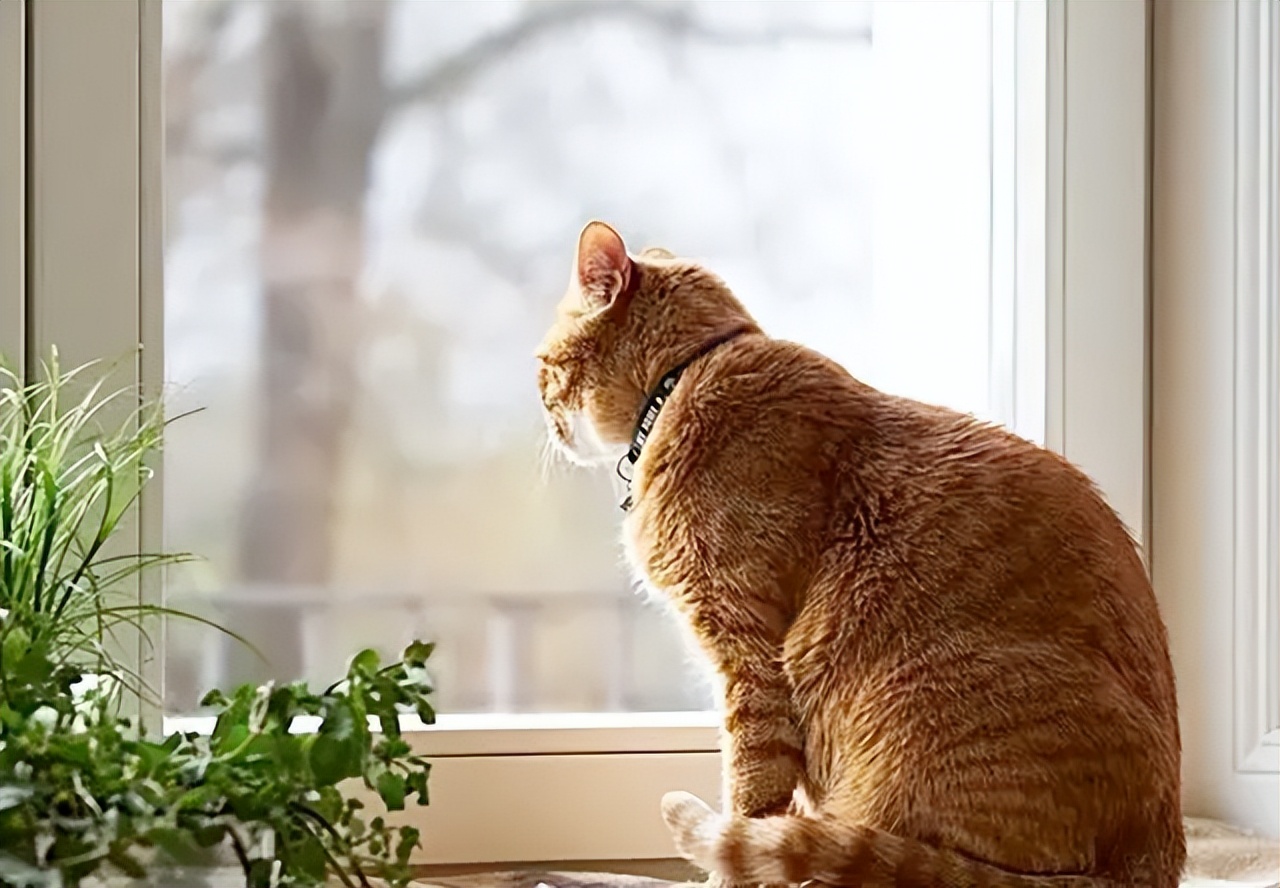 家里养几只猫会传染结肠炎吗,家里养几只猫对孩子学习有影响吗