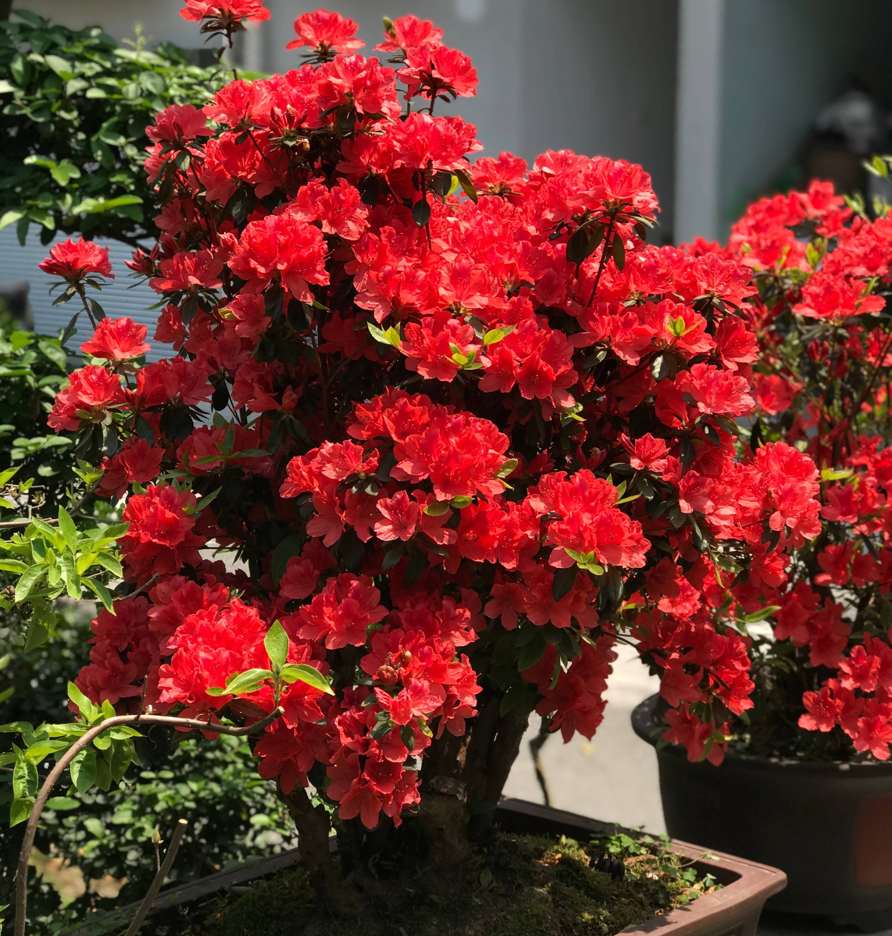 养花先养根学一招就能撑爆盆,养花有什么妙招养得最好