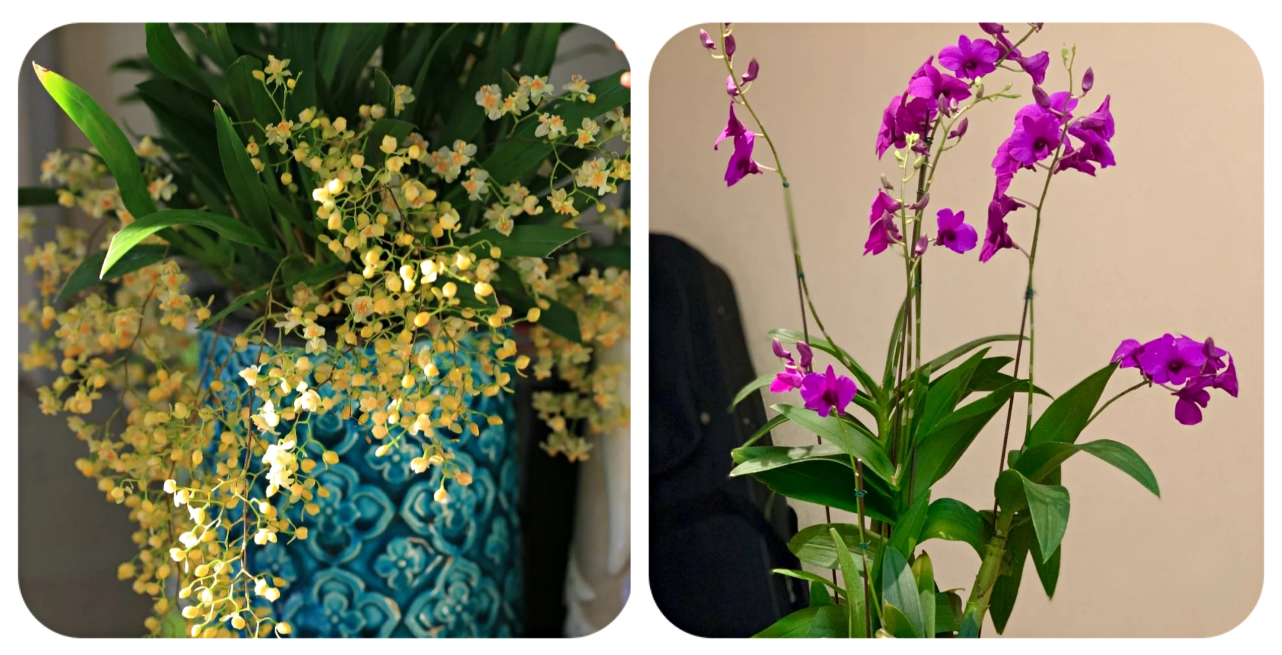 阳台上可以种什么蔬果,阳台上适合种的蔬果