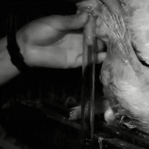 雄性动物进化器官,雄性生物生殖进化