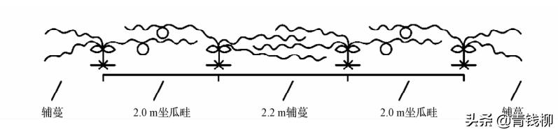 菜瓜小拱棚种植技术,一年三茬大棚蔬菜种植新模式