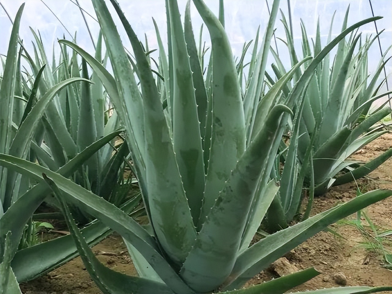 多肉植物能够吸附甲醛,多肉植物有吸甲醛功效吗