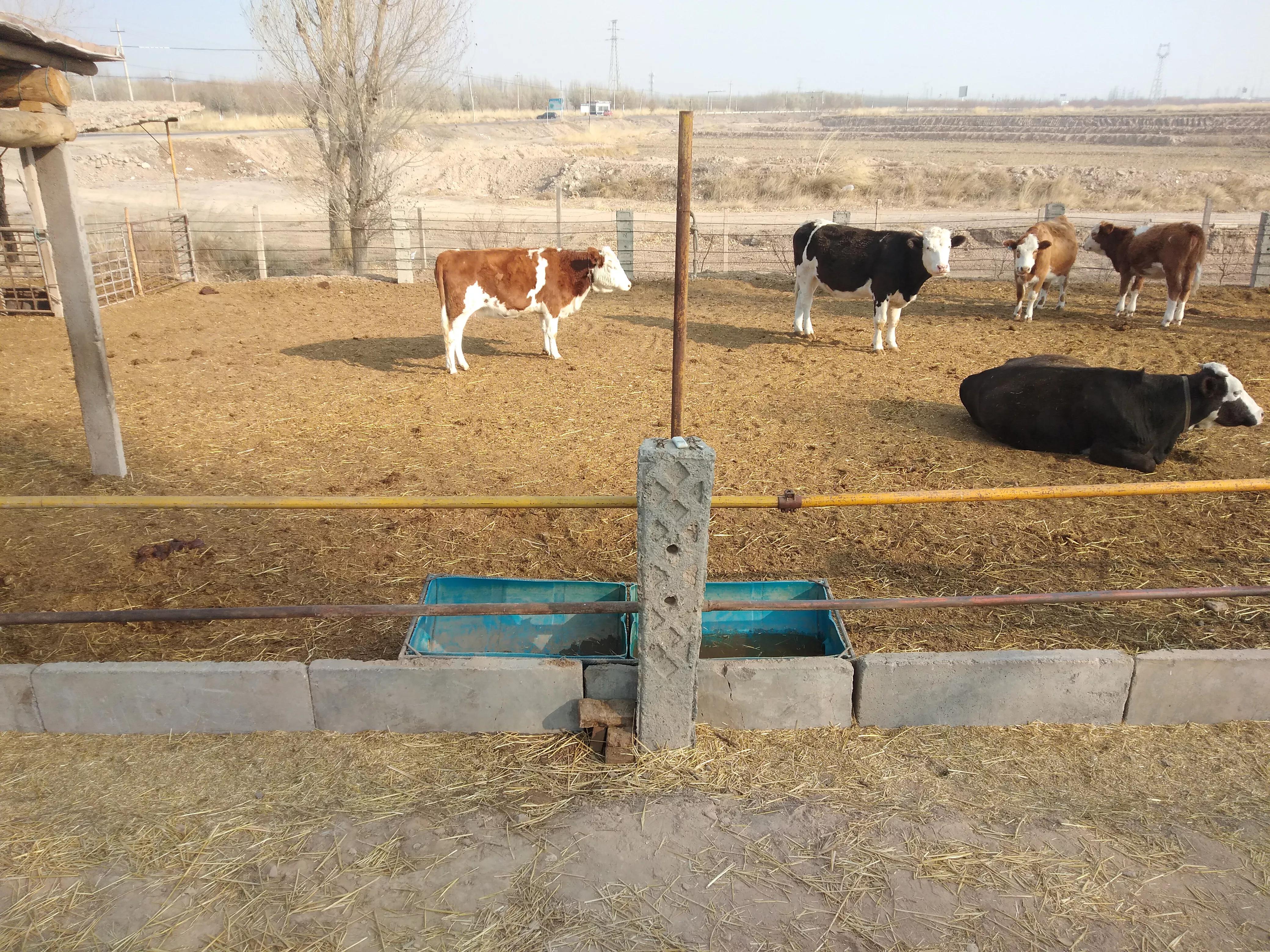 为什么现在养牛比养羊挣钱多,养羊养牛哪个越养越不穷