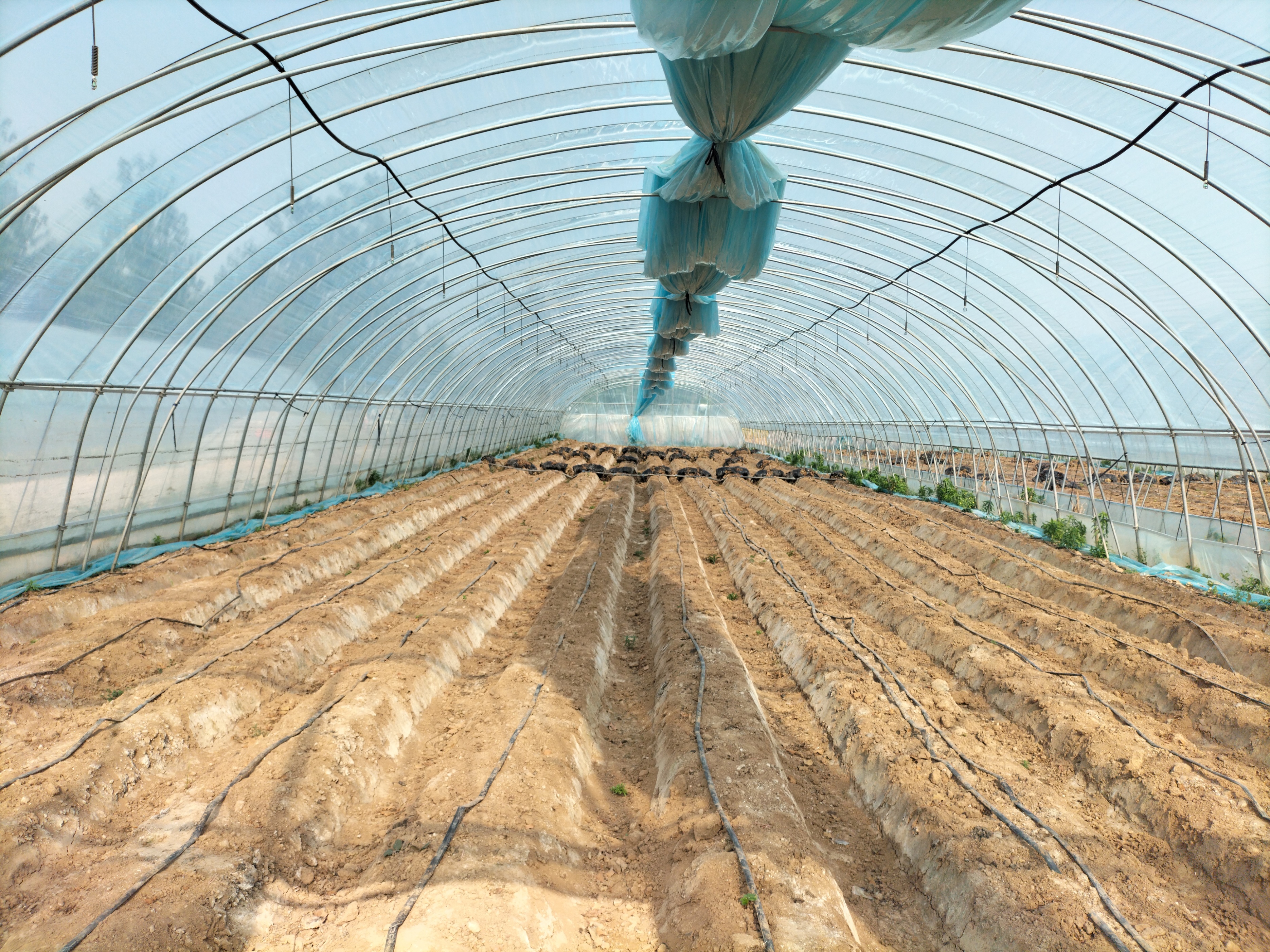 现代农业可以创业吗,农业创业有哪些机遇呢