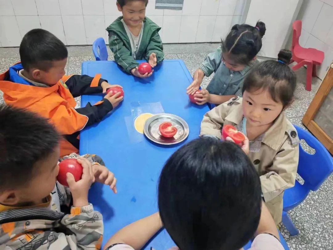 庙后幼儿园小一班《小番茄，大世界》实践活动