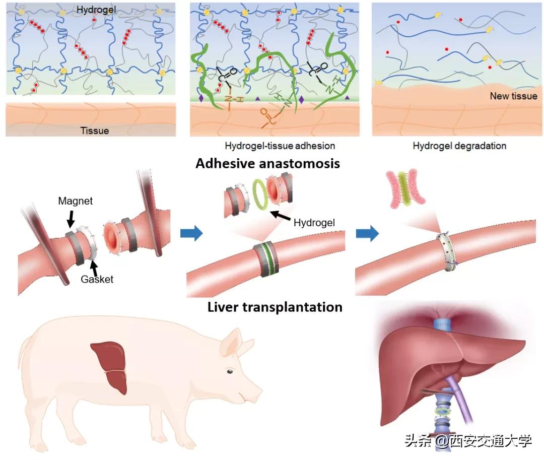 科研实力+1！看交大医学力量