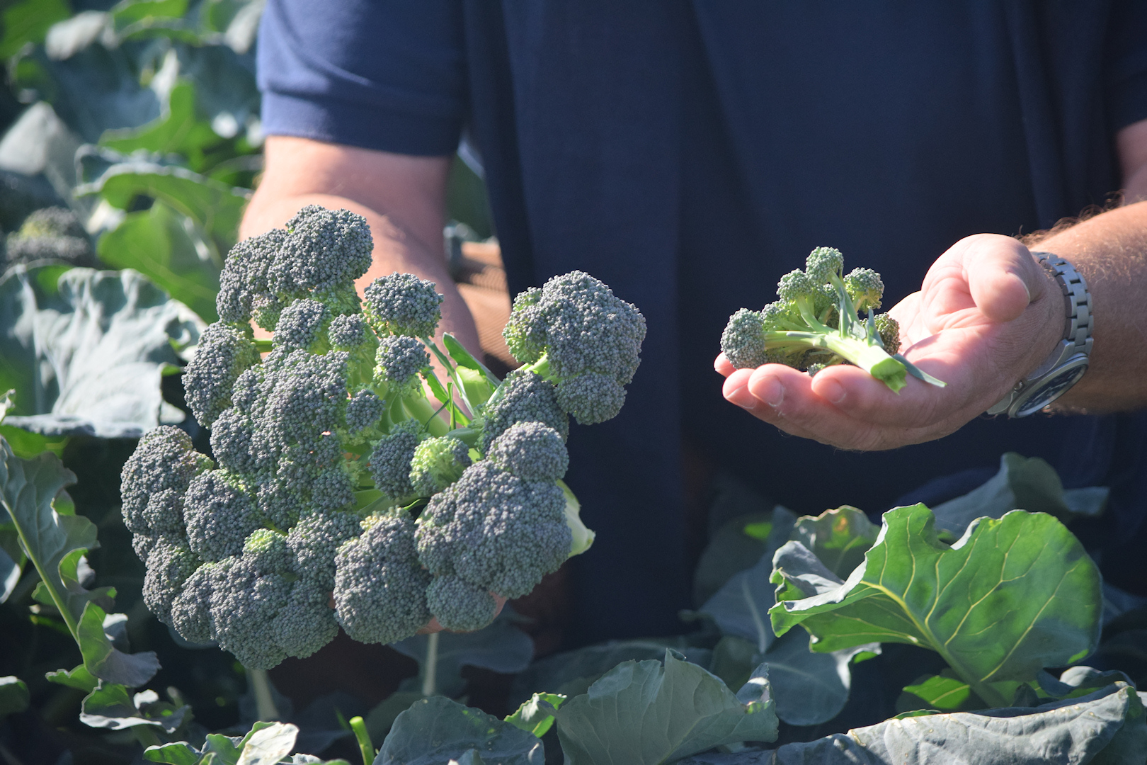 日本垄断西兰花种子市场，每年狂赚我国数十亿，我国如何反击？
