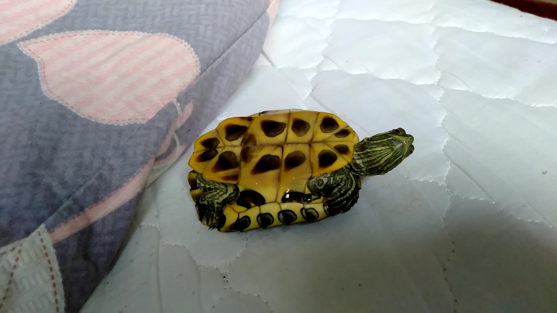 乌龟背朝下能自己翻过来吗,把乌龟翻过来四脚朝天会不会死