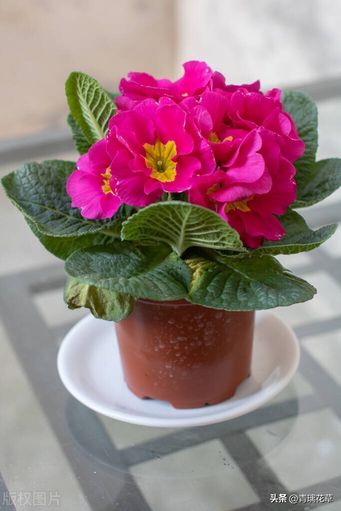 带名字的花卉大全,名字带有春字的花