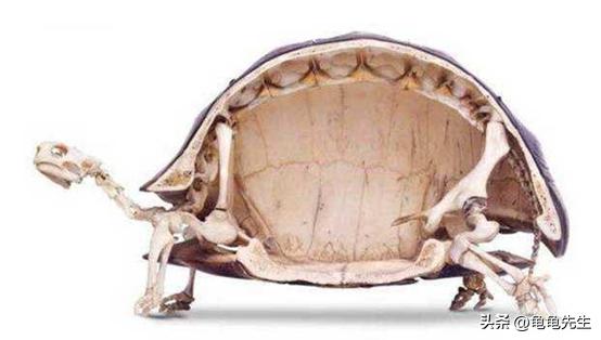 乌龟要怎么养才会养得更好,新手养乌龟的十条建议