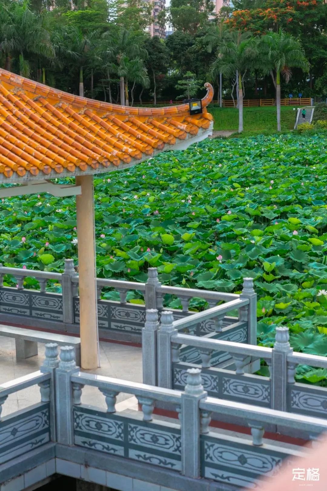 周末来深圳这10个地方免费玩,深圳周末去哪玩免费的地方