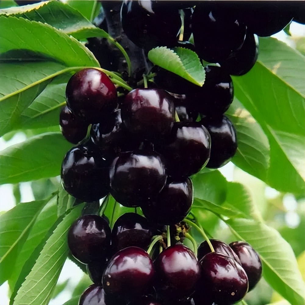 山东大樱桃最好的品种有哪些,目前山东最好的大樱桃品种